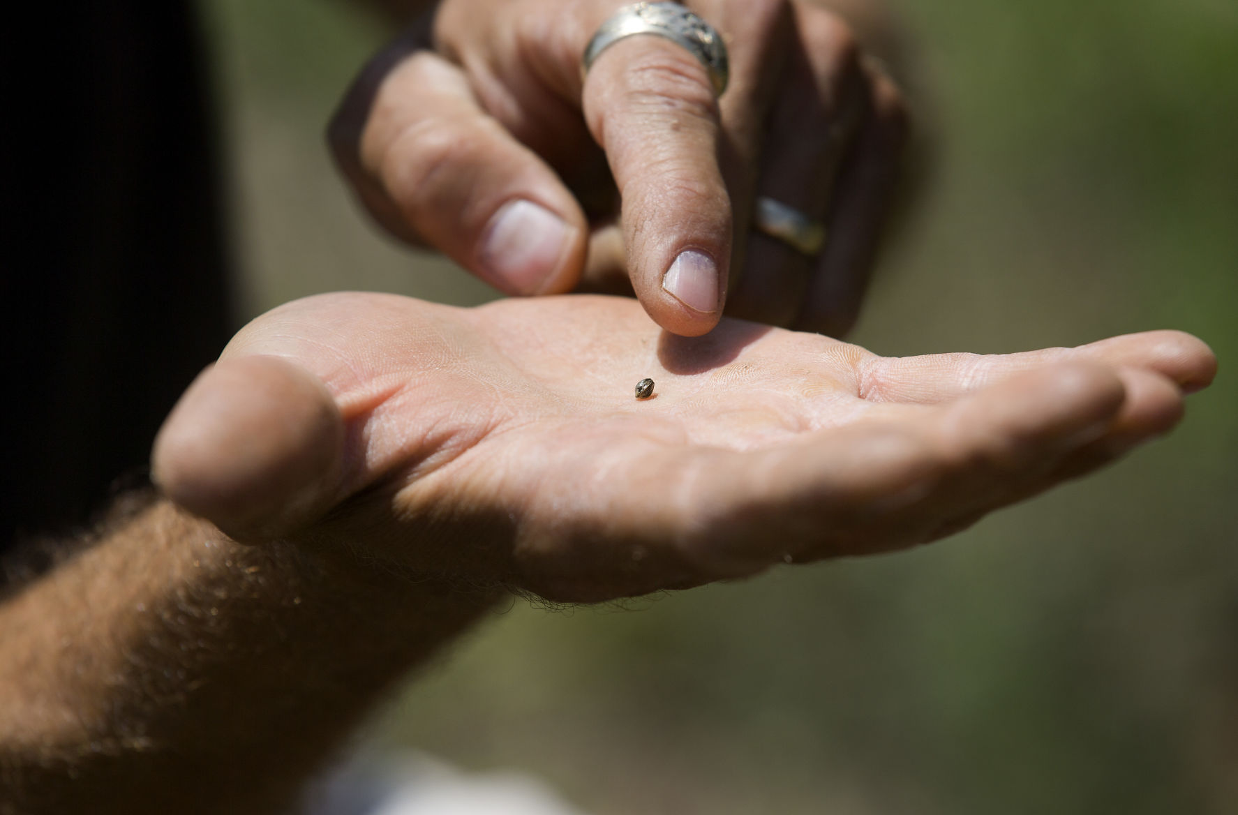 hemp seed.jpg (copy)
